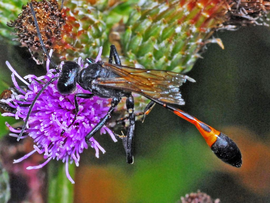 Ichneumonide, braconide o cos''altro?  Sphecidae: maschio di Ammophila sabulosa